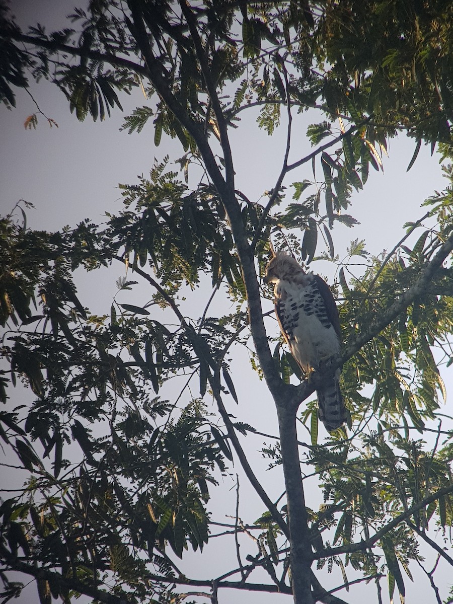 Ornate Hawk-Eagle - ML208609421