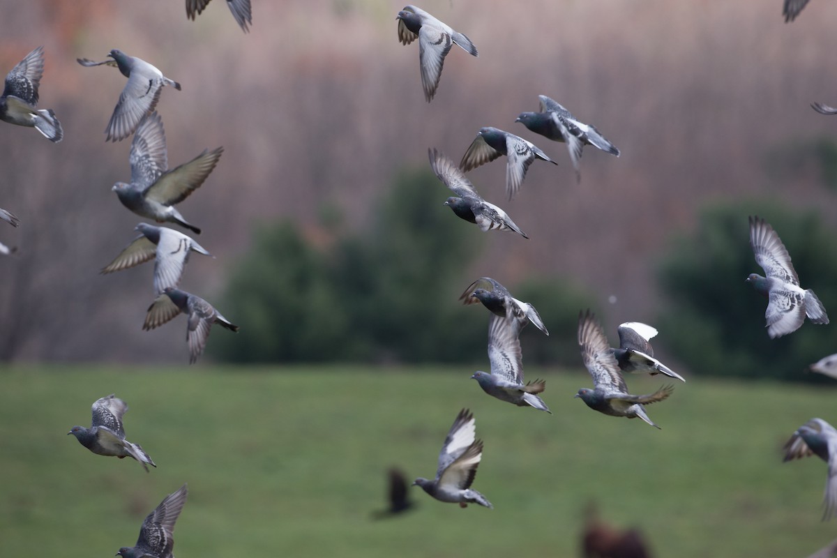 Rock Pigeon (Feral Pigeon) - ML20860981