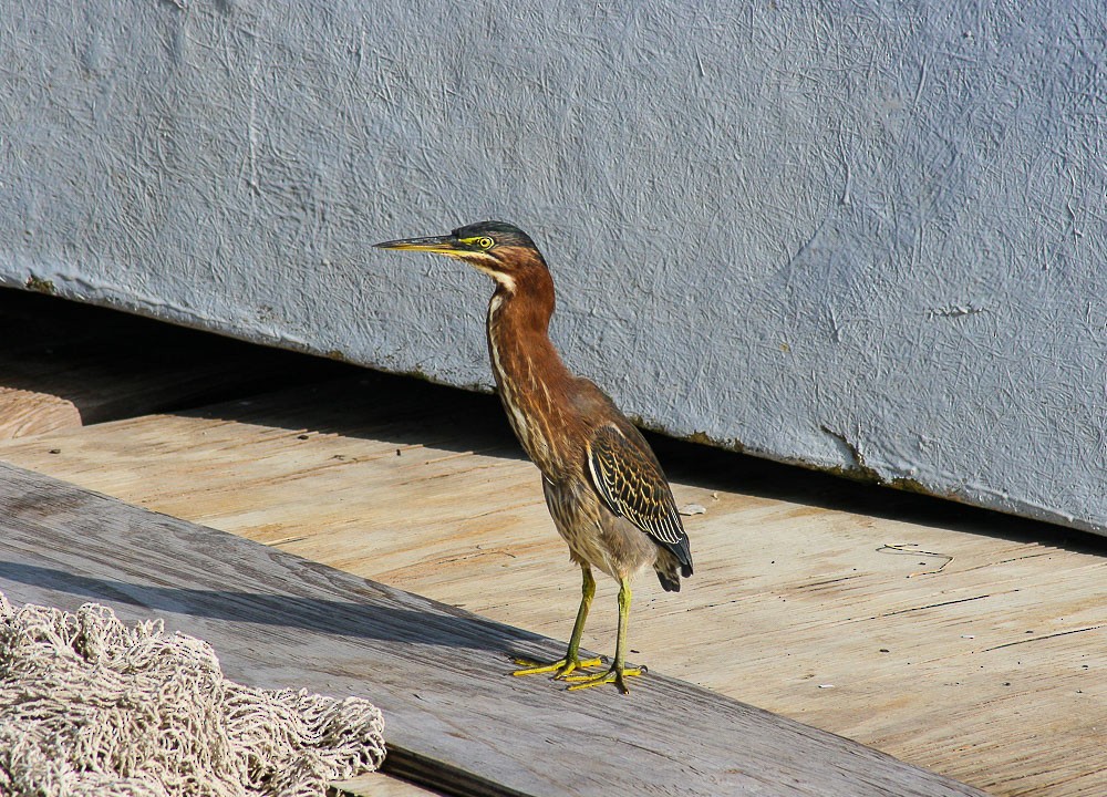 Green Heron - ML20861151