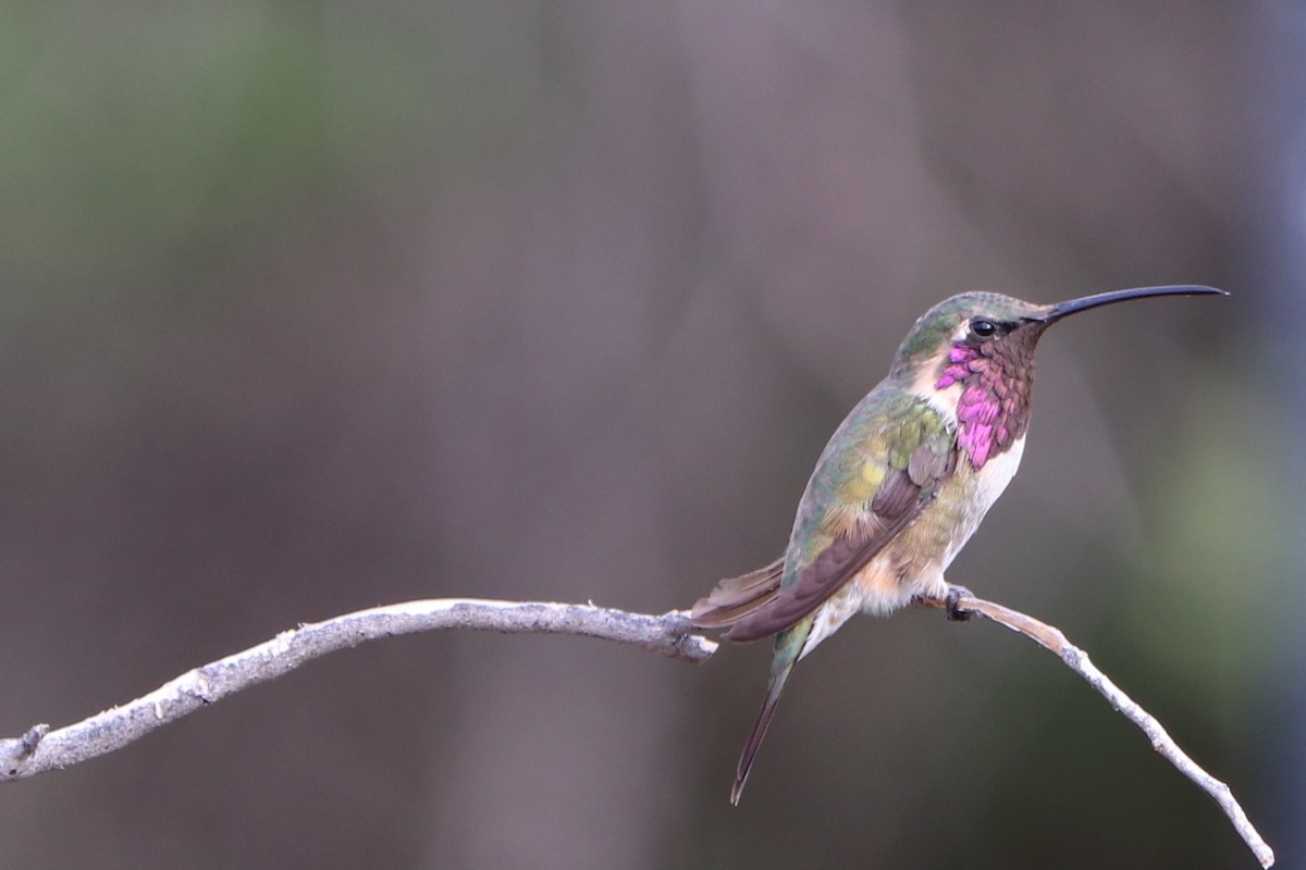 Lucifer Hummingbird - Mike Goebel