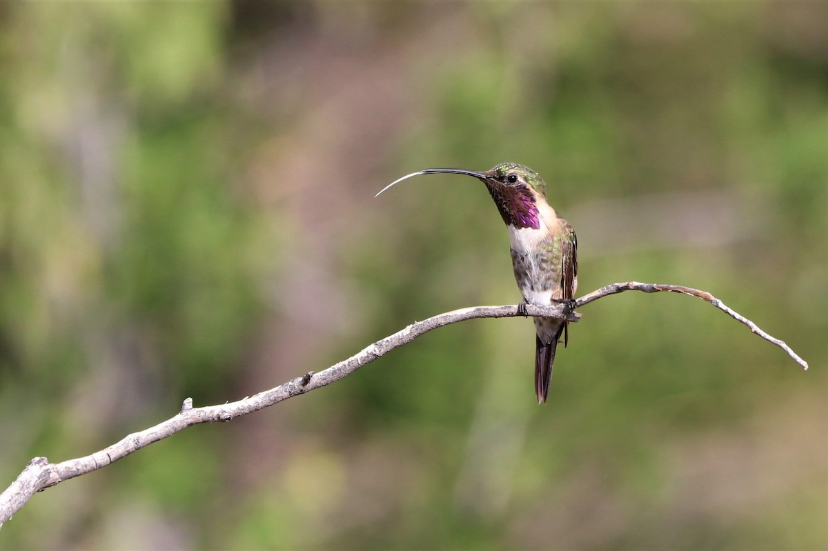 Lucifer Hummingbird - Mike Goebel