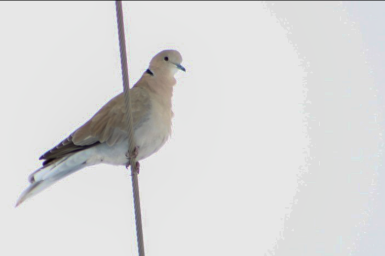 Eurasian Collared-Dove - ML208613591