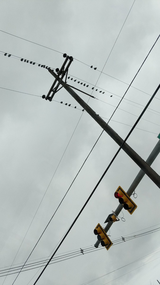 Хөхвөр тагтаа (суурин газрын) - ML208617611