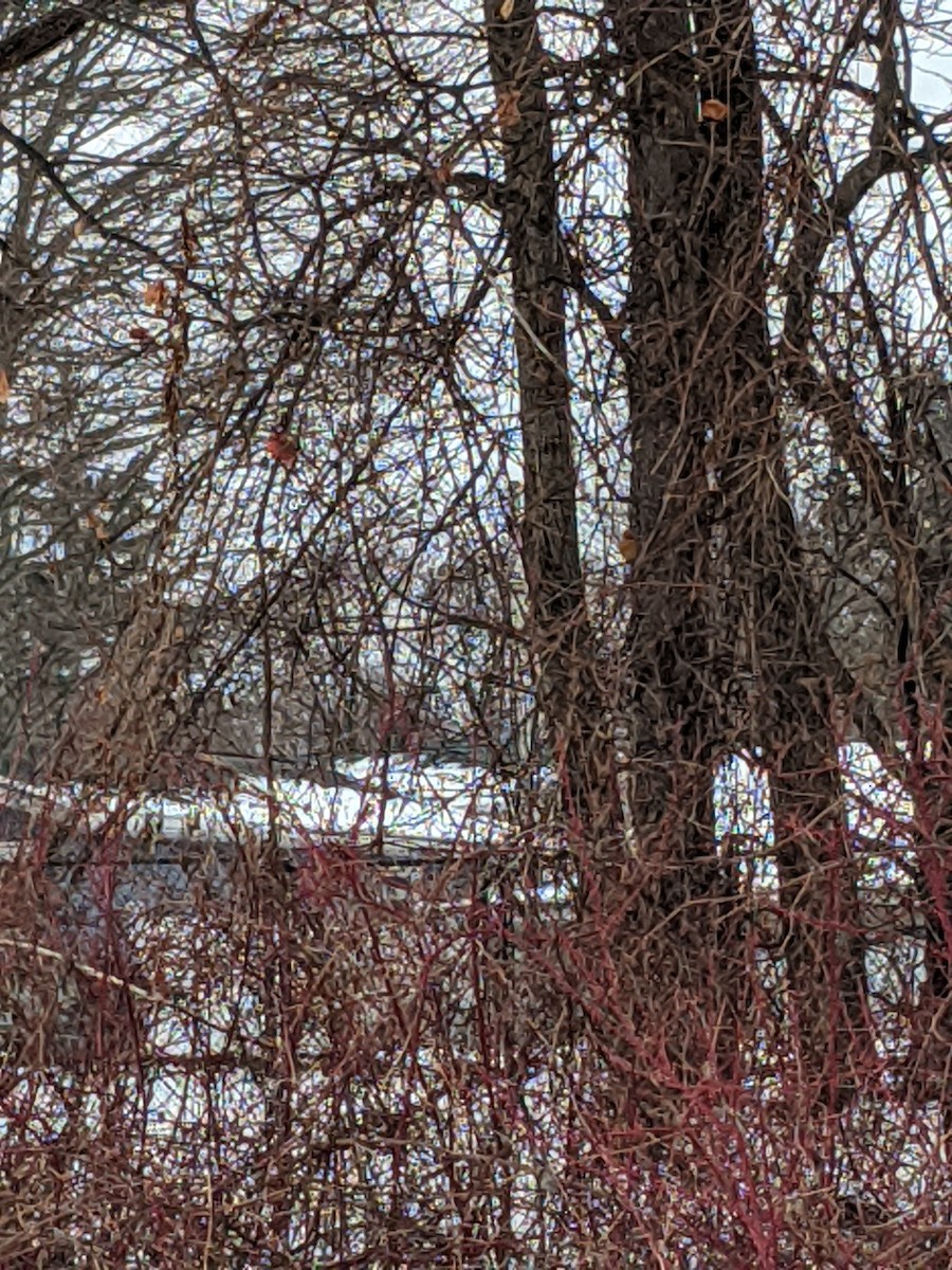 Northern Cardinal - ML208617681