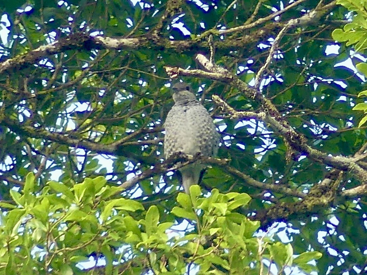 Cotinga céleste - ML208618611