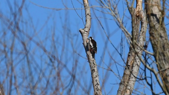 Syrian Woodpecker - ML208618911