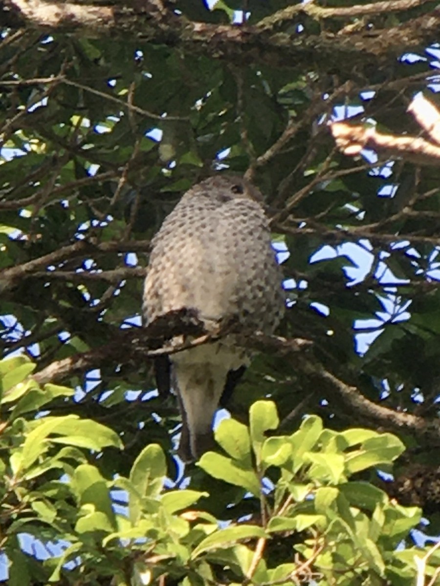 Lovely Cotinga - ML208619271