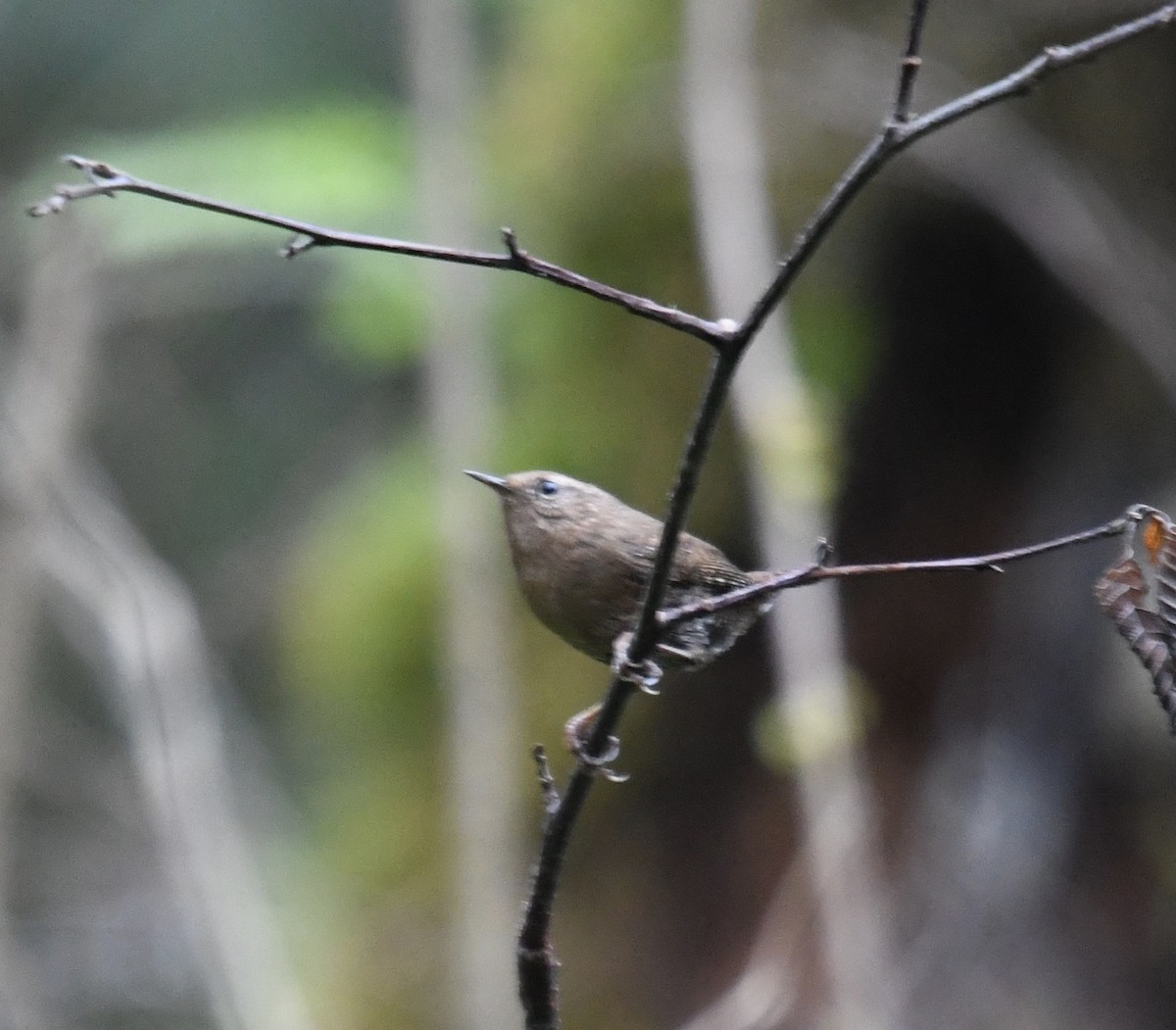 Pacific Wren - Carl Winstead