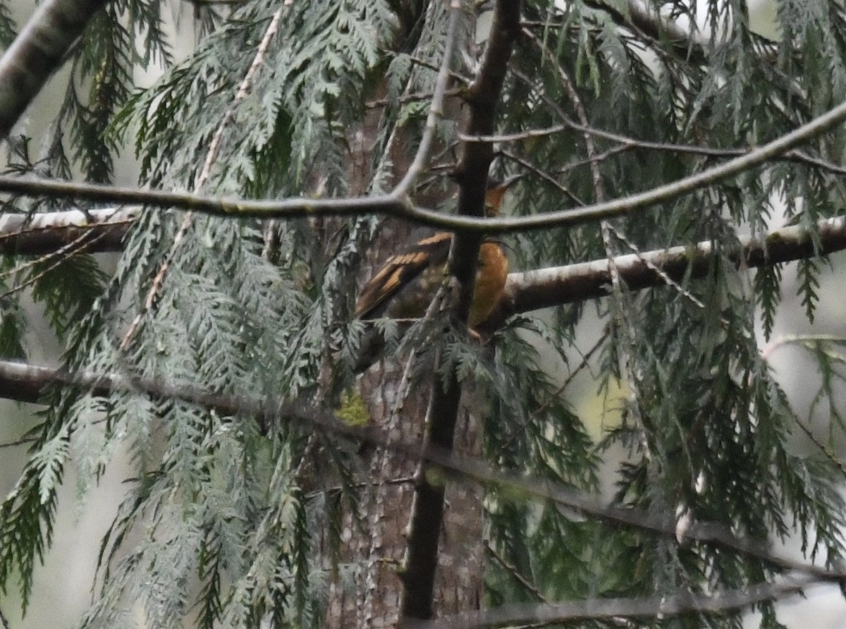 Varied Thrush - ML208622931