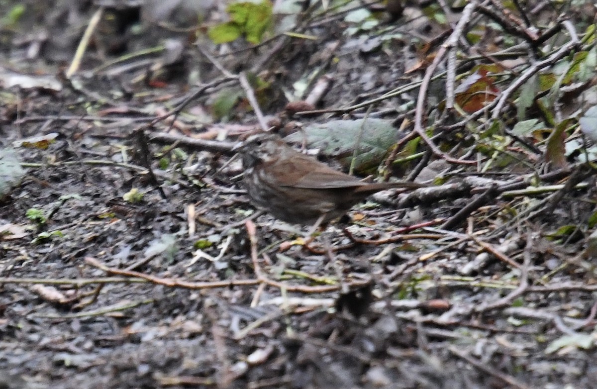 Song Sparrow - Carl Winstead