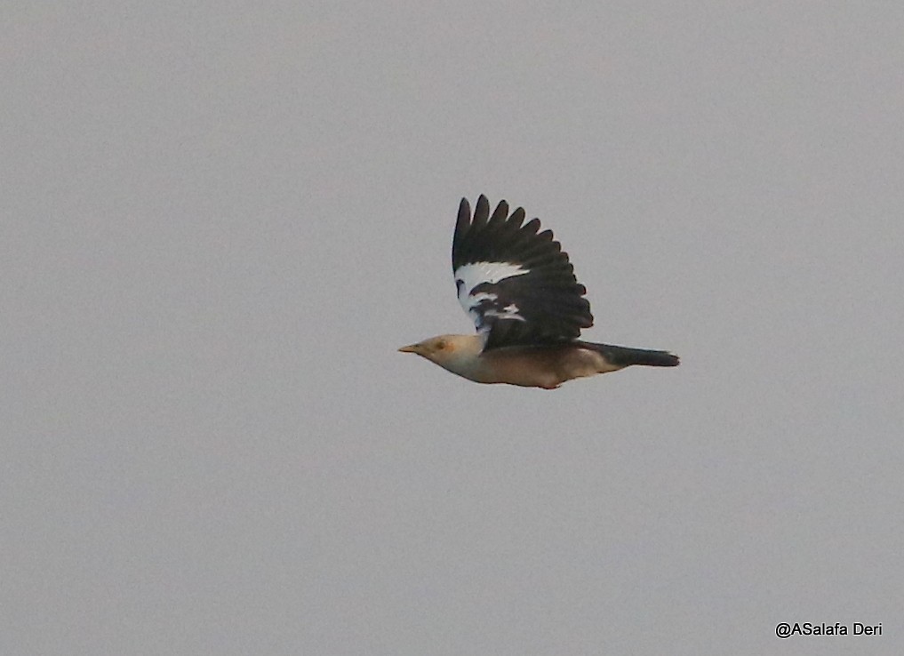 Black-winged Myna - Fanis Theofanopoulos (ASalafa Deri)