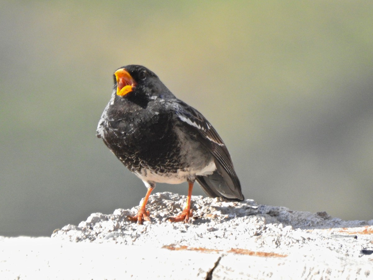 Mourning Sierra Finch - ML208623631