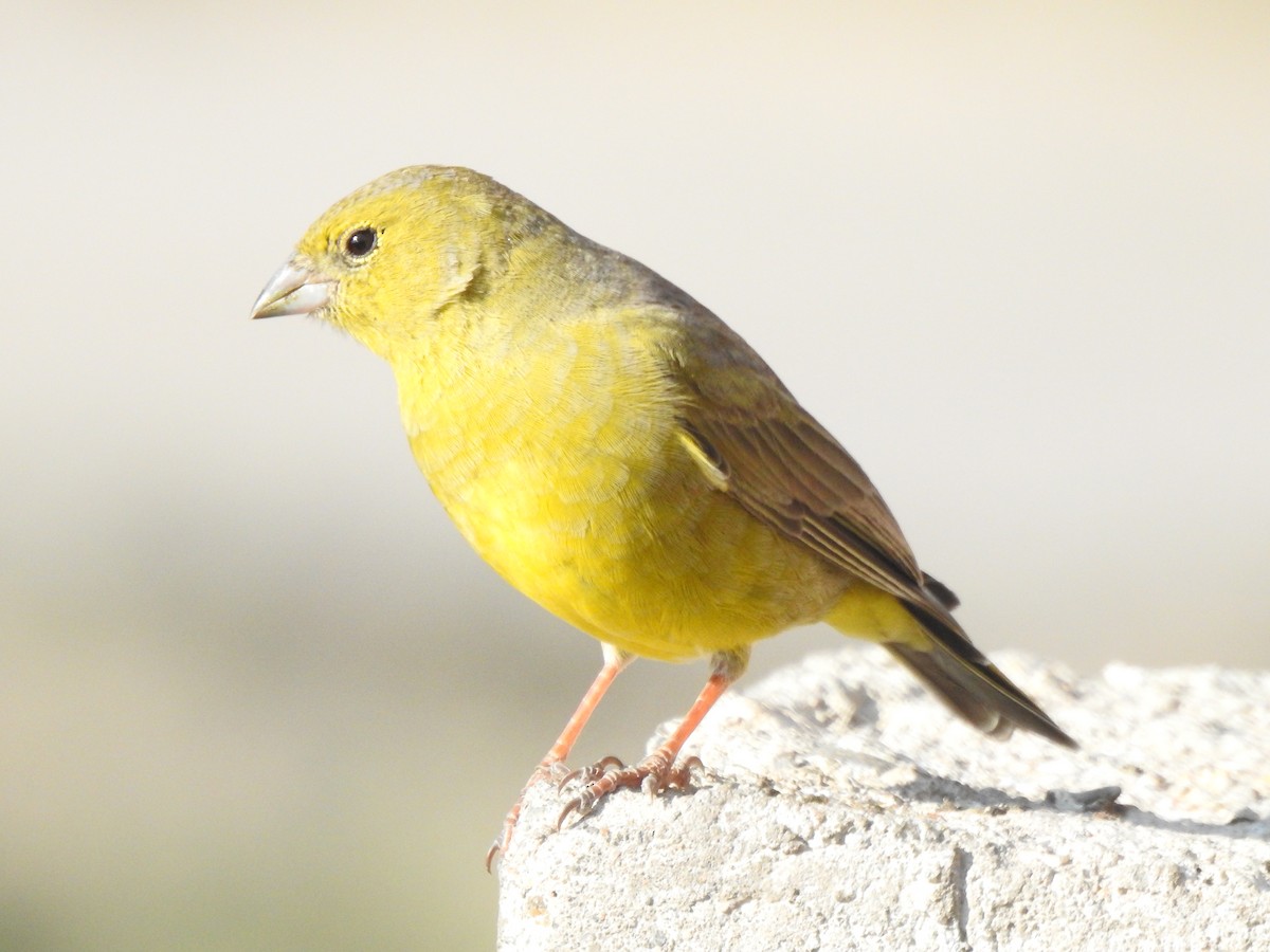 Greenish Yellow-Finch - ML208624341