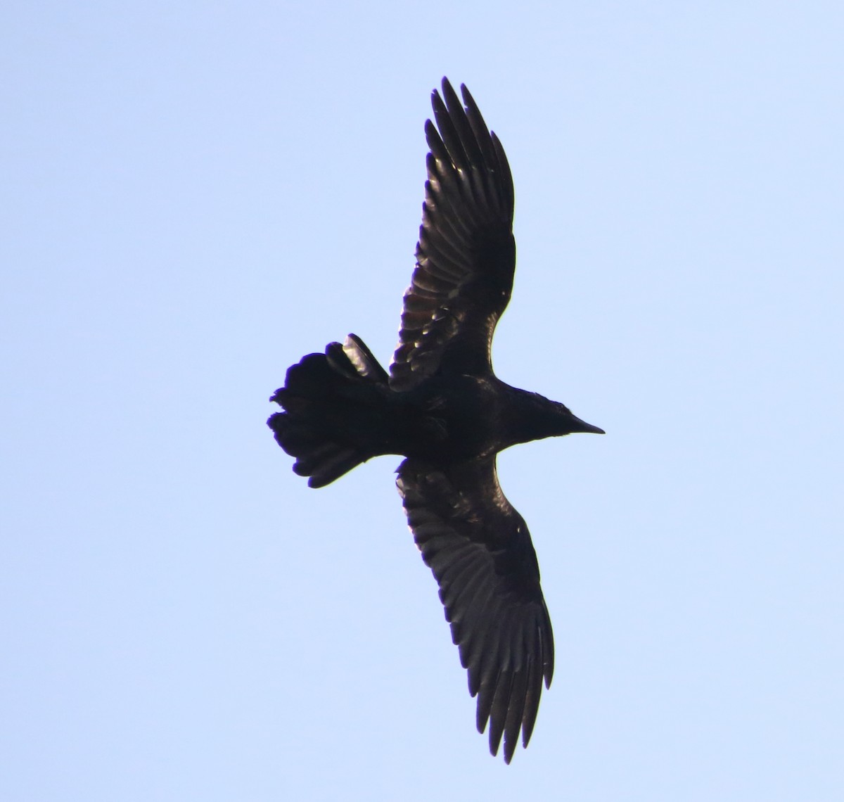 Common Raven - Rick Folkening