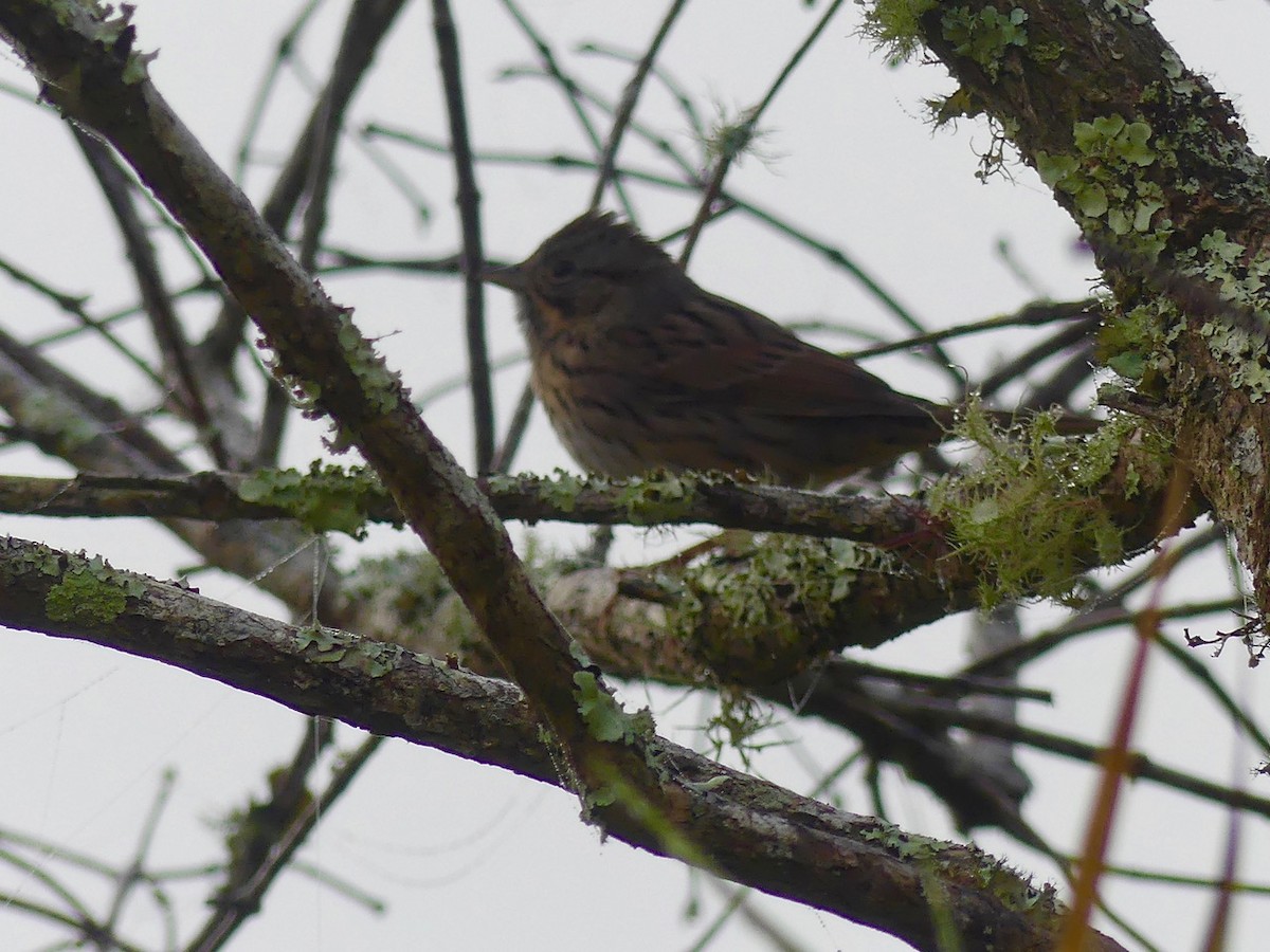 Lincoln's Sparrow - ML208626731