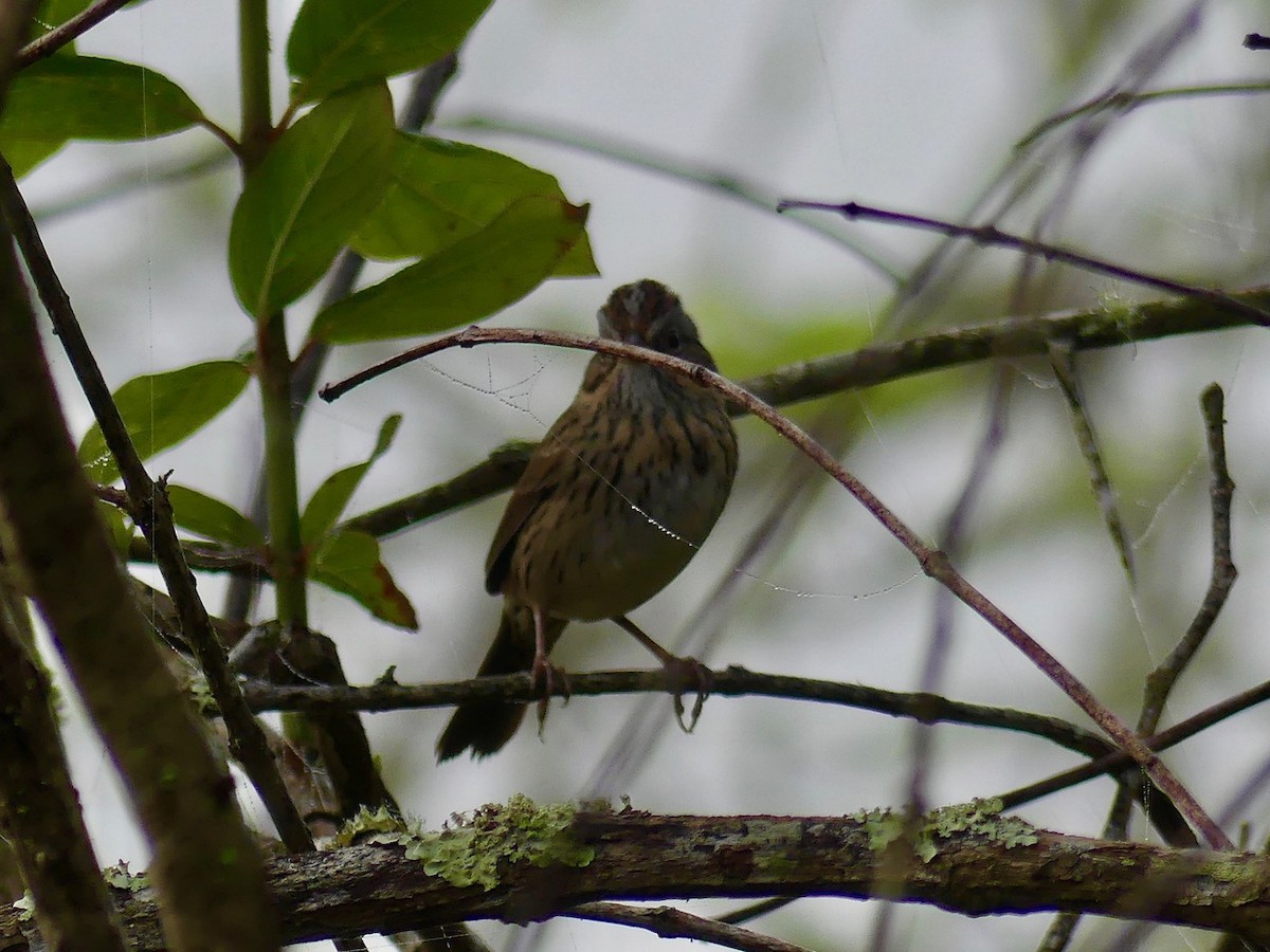 Lincoln's Sparrow - ML208626751