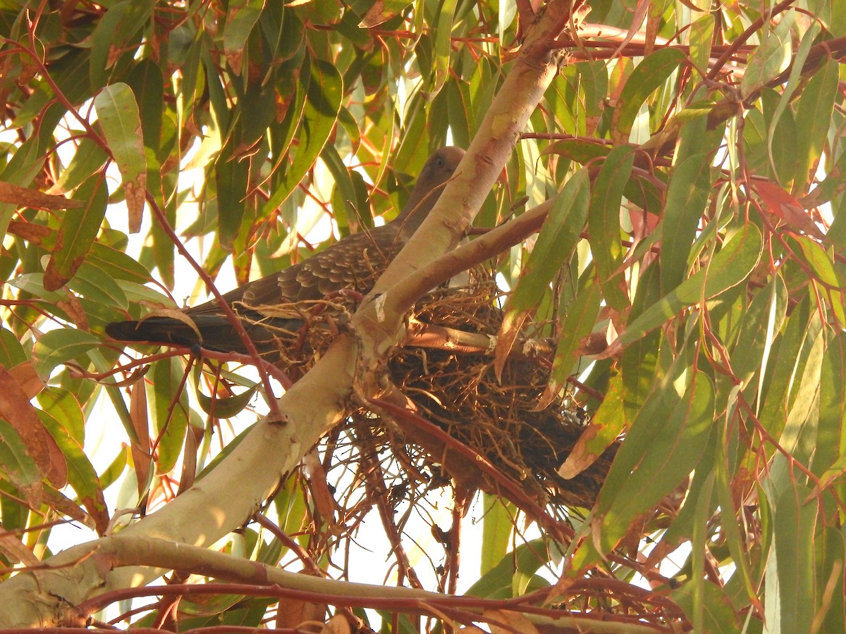 Spot-winged Pigeon - Museo Bioacústico