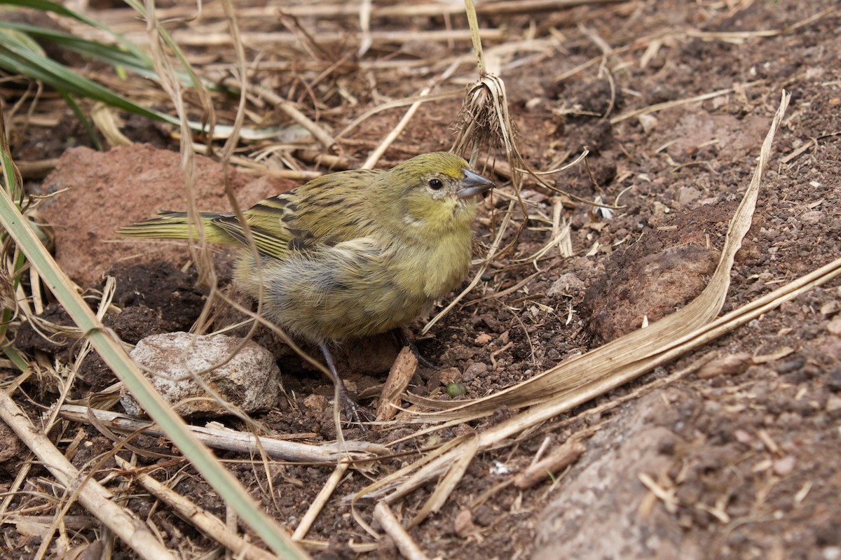 Inaccessible Island Finch - ML208629941