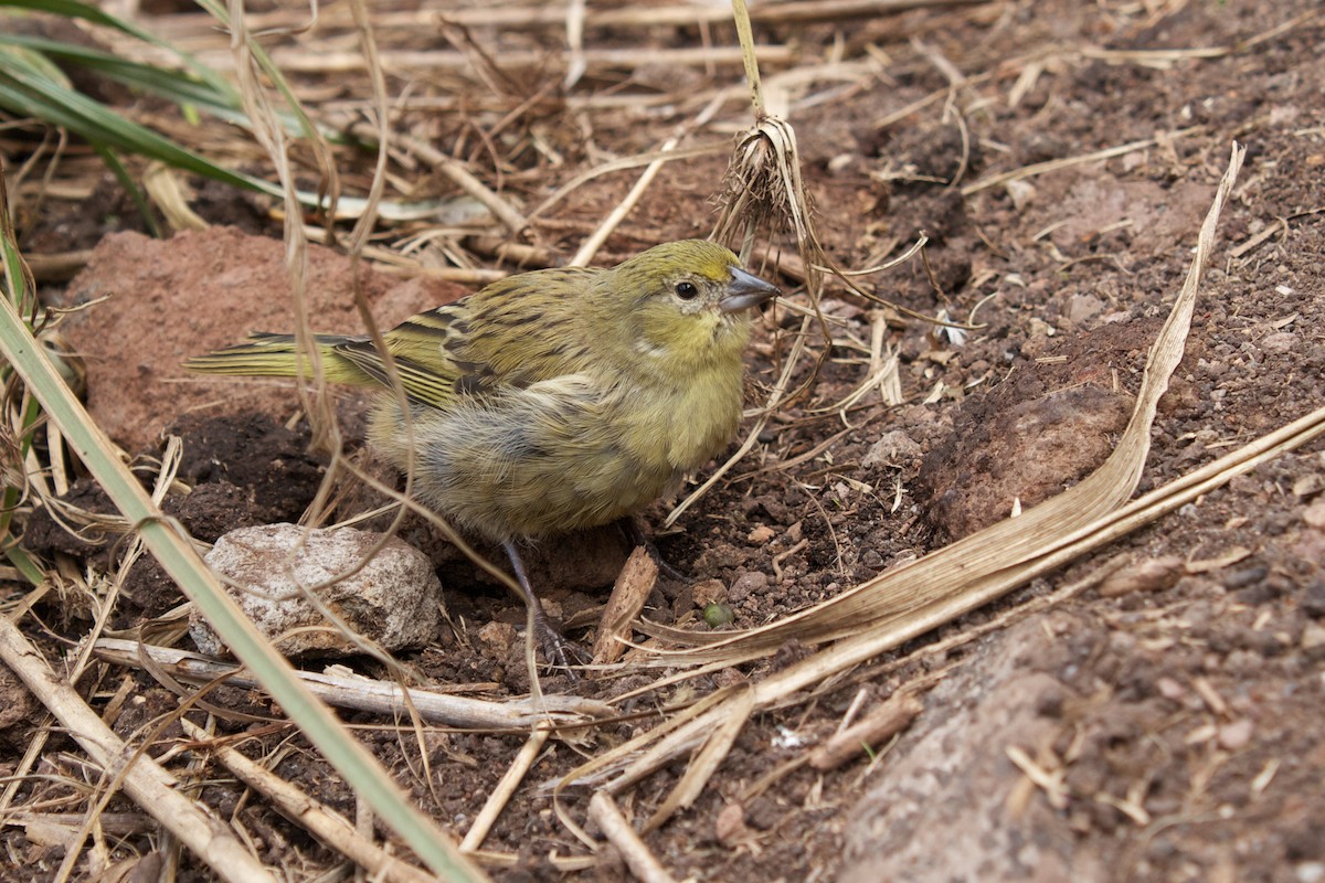 Inaccessible Island Finch - ML208629941