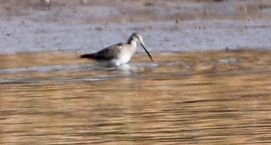 Long-billed Dowitcher - ML208631091