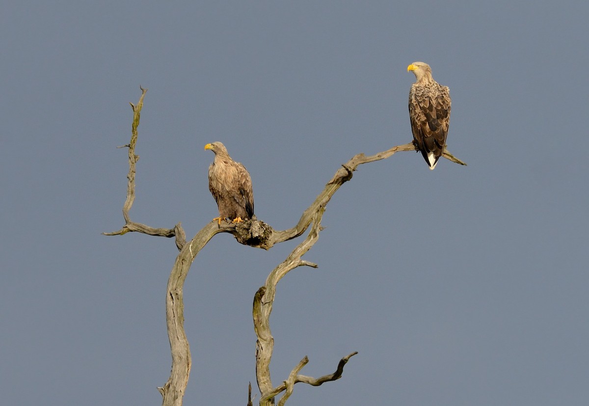 White-tailed Eagle - ML208631291