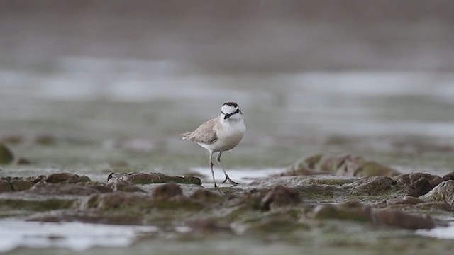 Weißstirn-Regenpfeifer - ML208632141