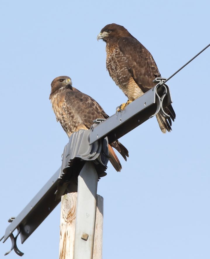 Red-tailed Hawk (calurus/alascensis) - Breck Breckenridge