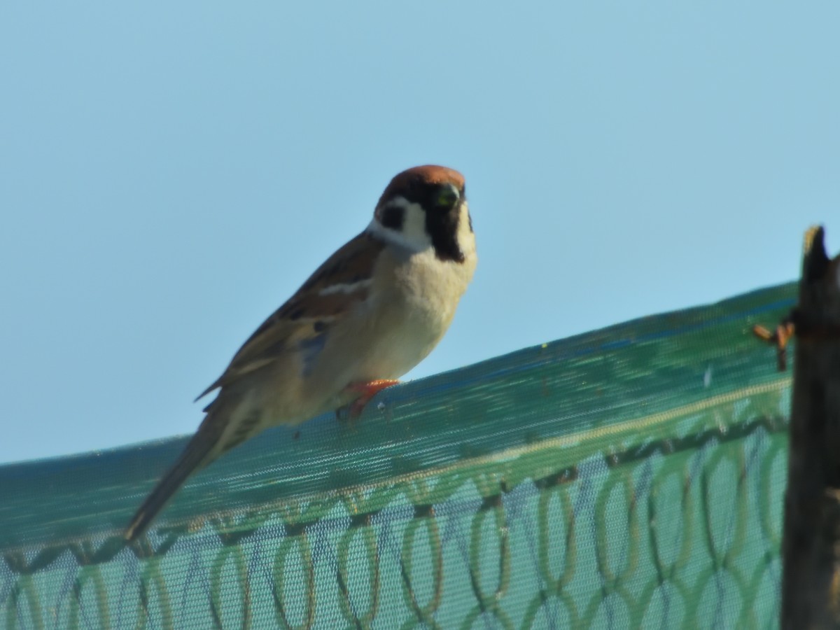 Eurasian Tree Sparrow - ML208634591