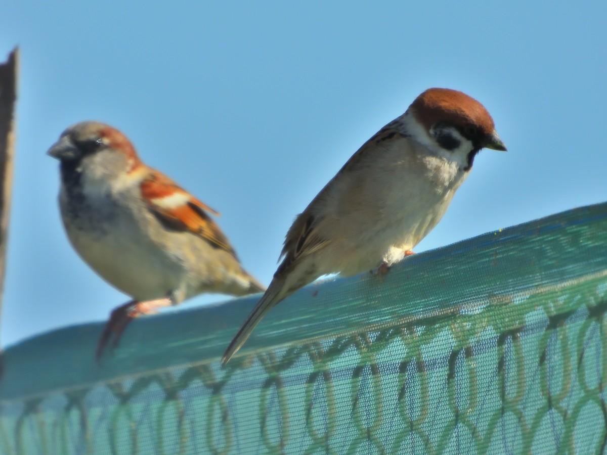 Eurasian Tree Sparrow - ML208634601