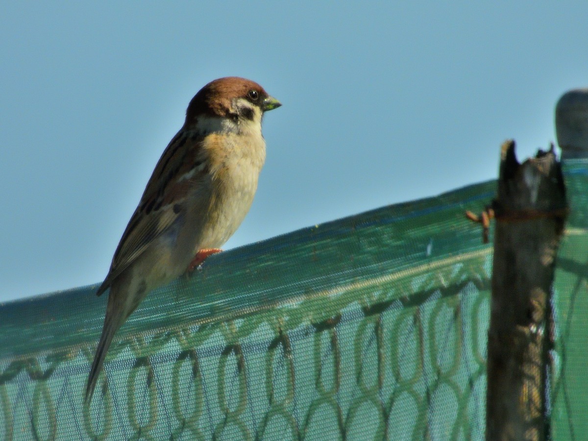 Eurasian Tree Sparrow - ML208634611