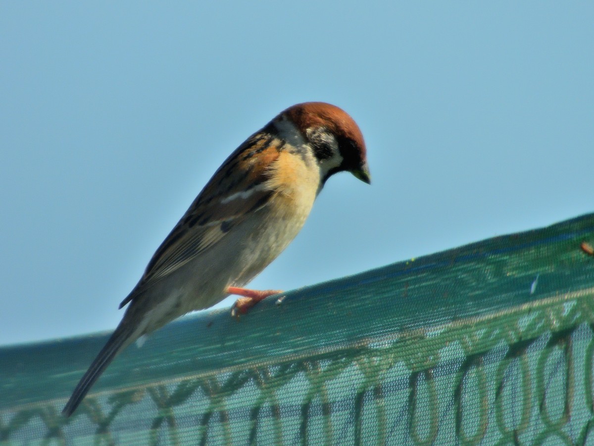 Eurasian Tree Sparrow - ML208634621