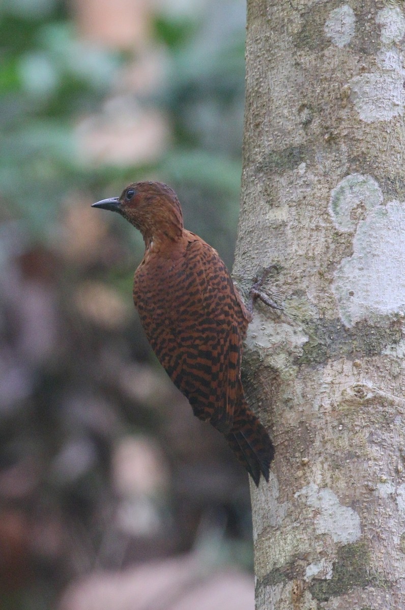 Rufous Woodpecker - ML208634691