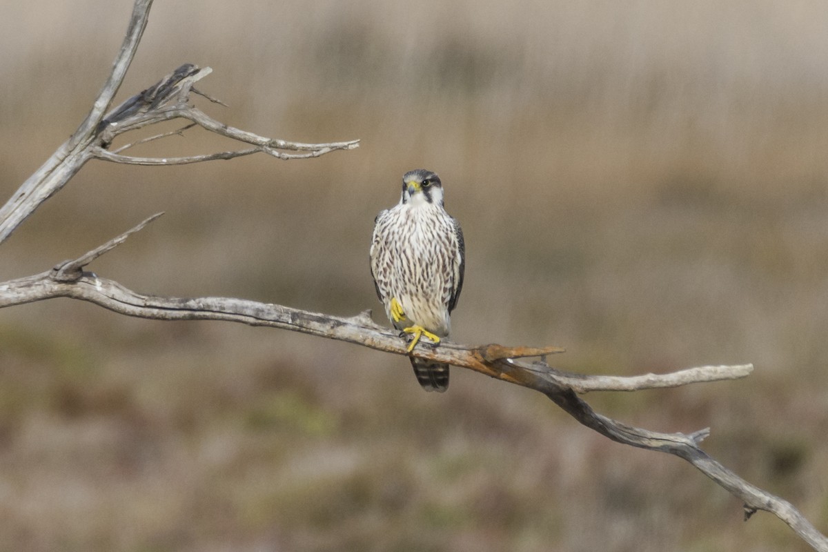 Peregrine Falcon (Tundra) - Fátima Garrido Ceacero