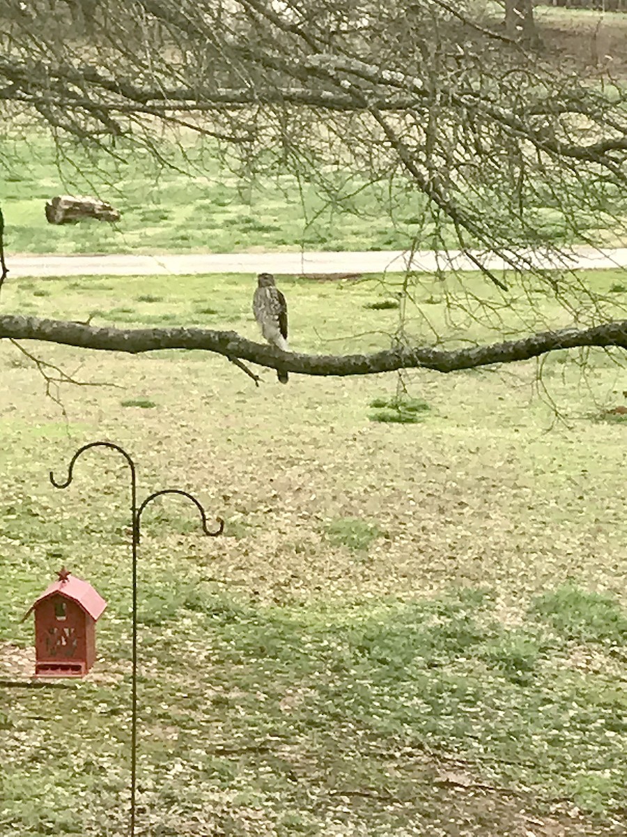 Cooper's Hawk - ML208637311