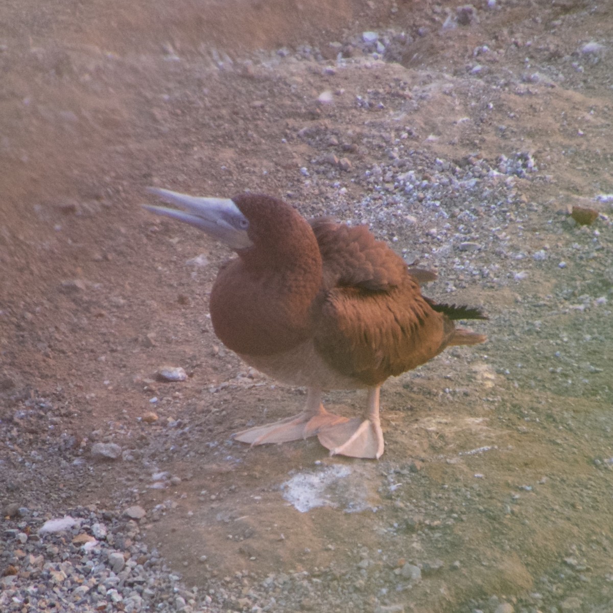 Brown Booby - ML208640071