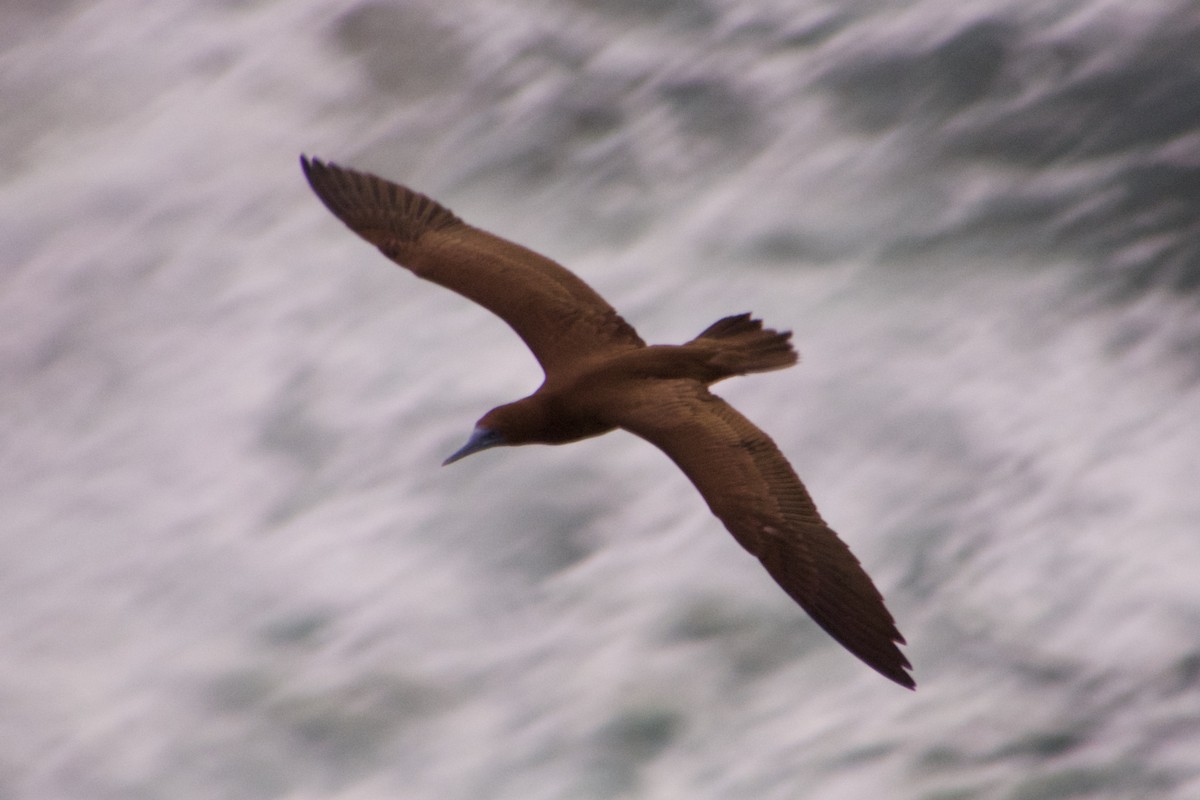 Brown Booby - ML208640081