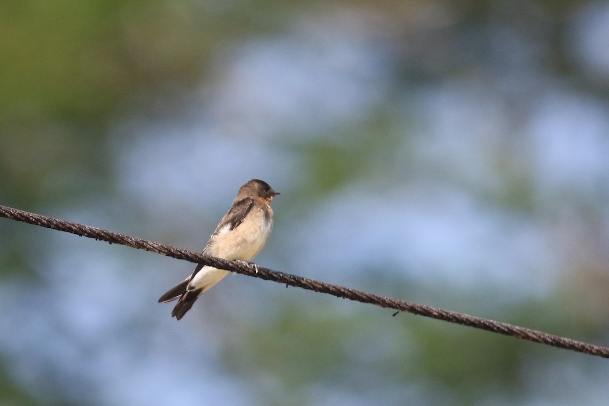 Southern Rough-winged Swallow - ML208640411