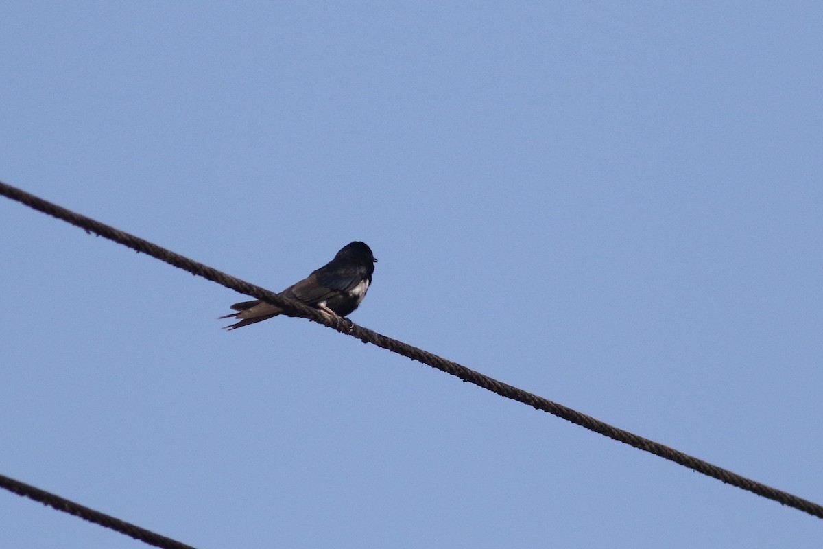 White-banded Swallow - ML208640451