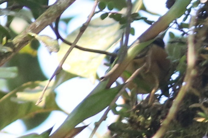 Fawn-breasted Tanager - ML208640531