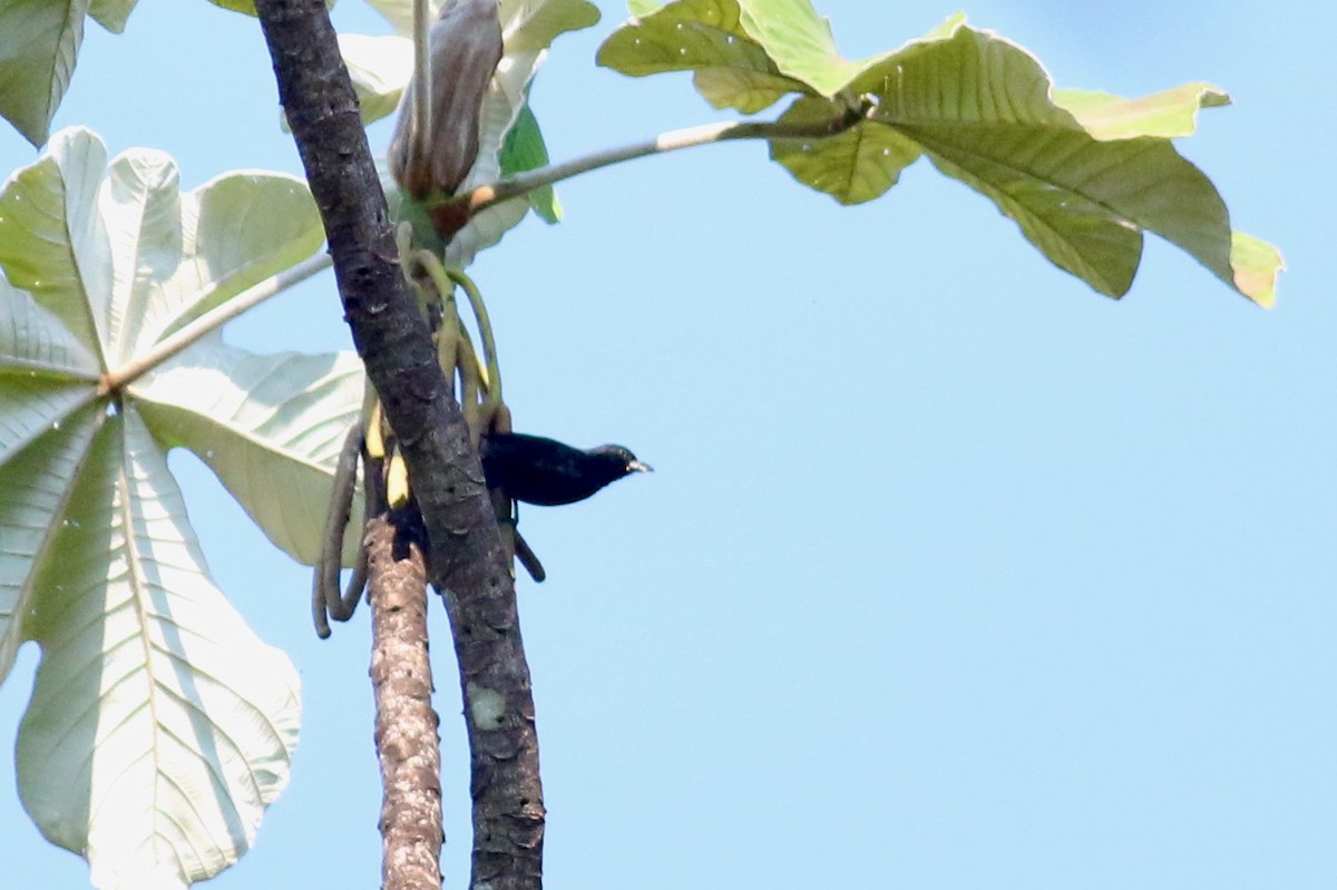 White-lined Tanager - ML208640561