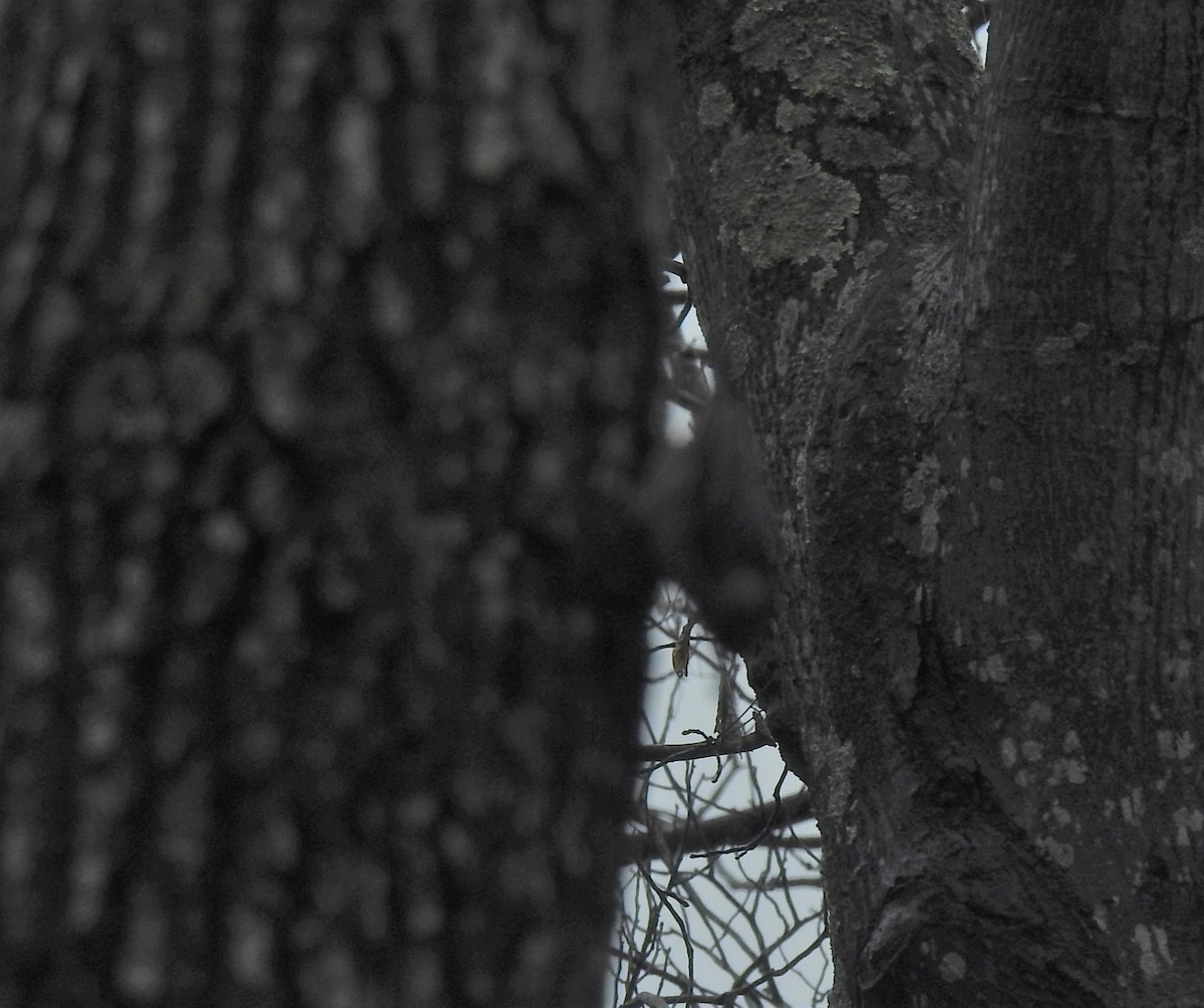 Brown Creeper - ML208642911