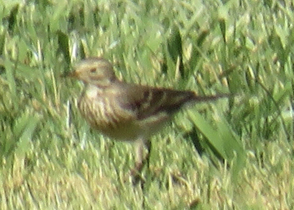 American Pipit - Nancy Salem