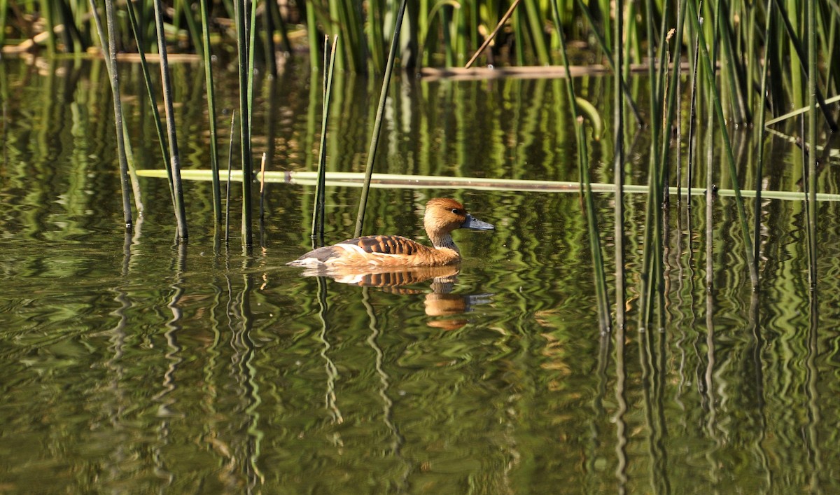 Fulvous Whistling-Duck - ML208645381