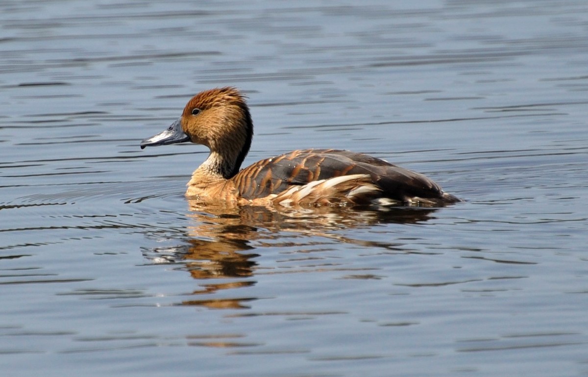Fulvous Whistling-Duck - ML208645391