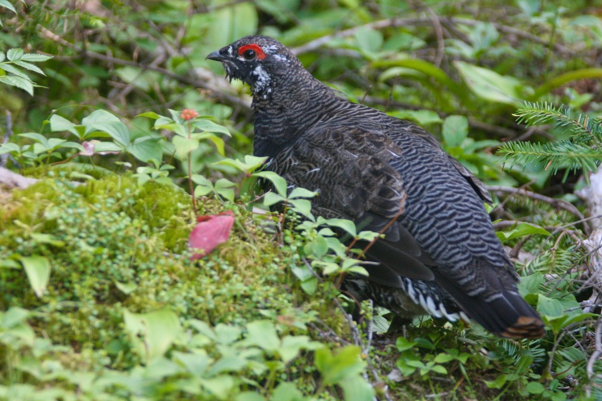 Spruce Grouse - ML208645511