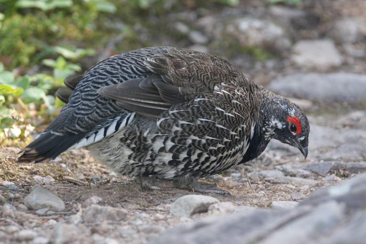 Spruce Grouse - ML208645521