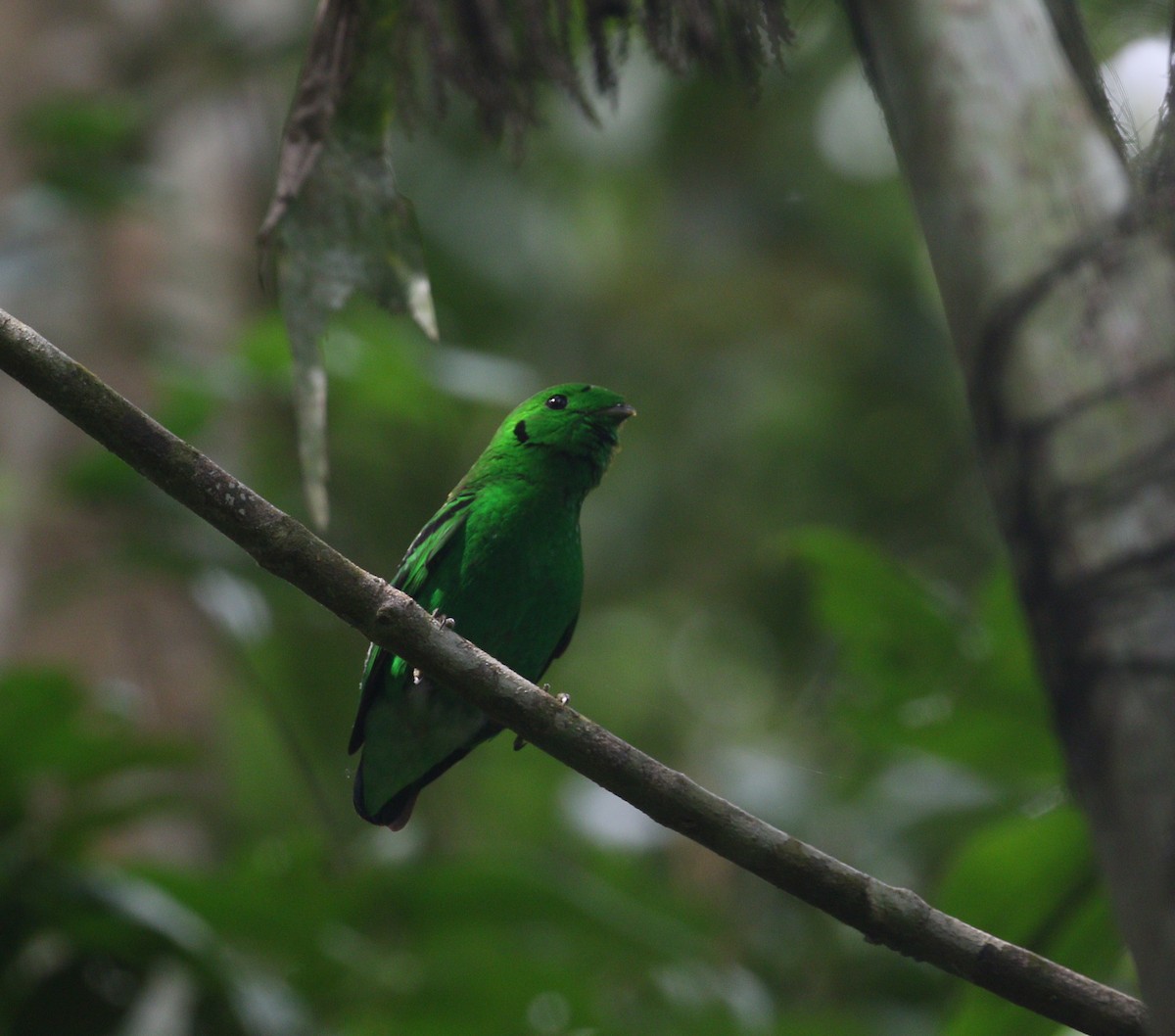 Green Broadbill - ML208648801