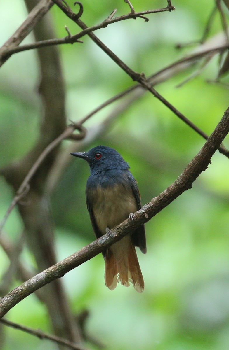 Rufous-winged Philentoma - ML208651351