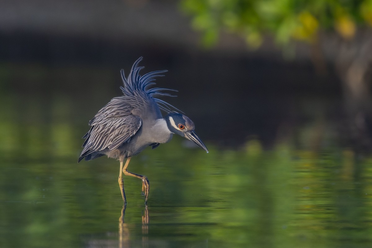 Yellow-crowned Night Heron - ML208652961