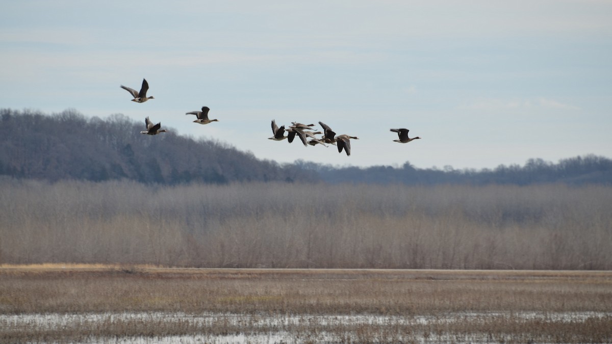 Greater White-fronted Goose - ML208654111